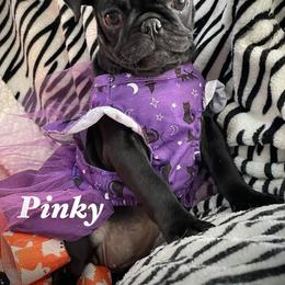 Pinky - Black female Pug puppy in Hesperia, California from Amatskennel - Stubby Tails Ranch