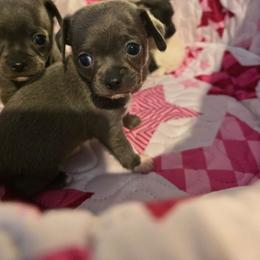 Mercedes - Silver and white female Chihuahua puppy in Amity, Pennsylvania from Baxters Chihuahuas