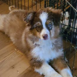 Flyer - Miniature Australian Shepherd