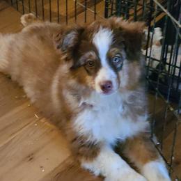 Flyer - Miniature Australian Shepherd