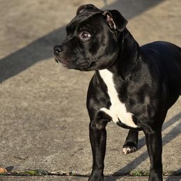 Staffordshire Bull Terriers from Bruhaus Kennels