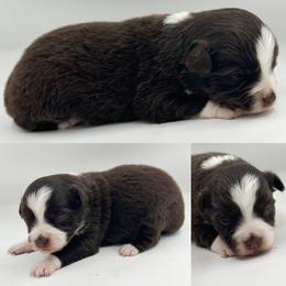 Red tri female 2 - Red tri female Toy Australian Shepherd puppy in Brooker, Florida from Honey, I Shrunk the Aussies