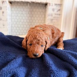 Miso - Red  female Goldendoodle puppy in Mount Pleasant, Utah from Betty's Goldendoodles