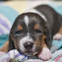 Mauve - Blue tan and white female Basset Hound puppy in Knoxville, Tennessee from Well Hounded Bassets