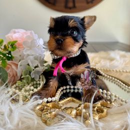 Mochi - Black and tan female Yorkshire Terrier puppy in Pittsburg, California from Crystal Garden Yorkies