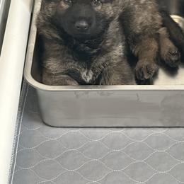 Paradox - Sable male German Shepherd puppy in Athol, Idaho from Coterie Shepherds