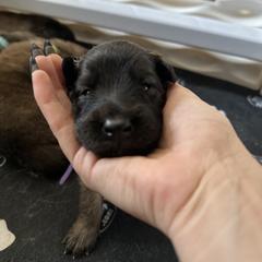 Belgian Tervuren Puppies from Moonlight Tervuren