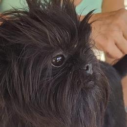 FiFi - Affenpinscher