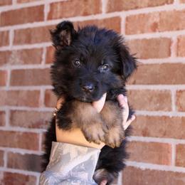 Boy 3 - Black and red male German Shepherd puppy in Mount Vernon, Missouri from German Haus German Shepherds LLC