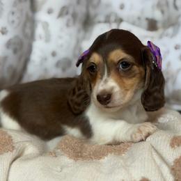 Clover - Piebald female Dachshund puppy in Duncanville, Alabama from Bear Creek Dachshunds