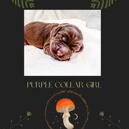 Australian Labradoodle Puppies from Novalie Australian Labradoodles