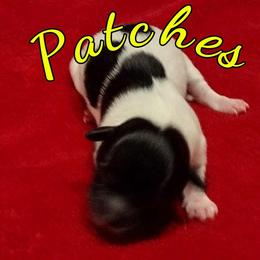 Coton de Tulear Puppies from Marilyn Edwards