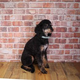 Gunnar - Poodle