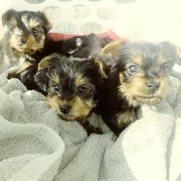 Yorkshire Terriers from Current River Kennels