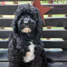 Sunrise - Black female Cockapoo puppy in Mancelona, Michigan from Lavender poodles & doodles