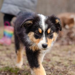 SAKI - Black tri-color Australian Shepherd puppy in Mountain View, Missouri from Haven Aussies