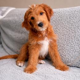 Cocoa - Apricot male Goldendoodle puppy in Ball Ground, Georgia from Skye Blue Goldendoodles