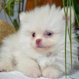 Nimbus - Cream male Pomeranian puppy in Santa Clarita, California from Hollywood Mini Pets