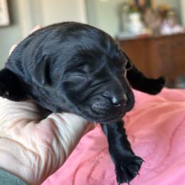 Andromeda- black girl - Black female Labrador Retriever puppy in Isanti, Minnesota from Four Corners Family Labs
