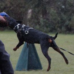Doberman Pinschers from Elaine's Dobermans