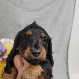 Green Collar - Black and tan male Dachshund puppy in Salinas, California from Maverick Kennels