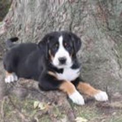 Greater Swiss Mountain Dog Puppies from Hidden Hill Greater Swiss Mountain Dogs