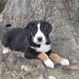 Greater Swiss Mountain Dog Puppies from Hidden Hill Greater Swiss Mountain Dogs