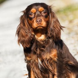 Kassidy - Cavalier King Charles Spaniel