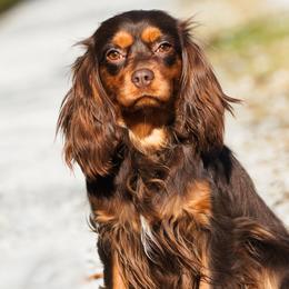 Kassidy - Cavalier King Charles Spaniel