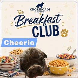 Cheerio - Brown male Newfoundland puppy in Saukville, Wisconsin from Crossroads Canines ~ Newfoundland Dogs