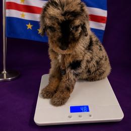 Cabo Verde - Merle male Goldendoodle puppy in Houston, Texas from Were The Mack'Doodles