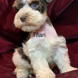 Titan - Parti male Miniature Schnauzer puppy in Kentucky from Mrs Bs Teeny Schnauzers & Doodles