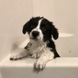 Cardigan Welsh Corgi Puppies from Grandiose Cardigan Welsh Corgis