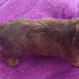 Dachshund Puppies from Nikas Baby Beanz LH Dachshunds