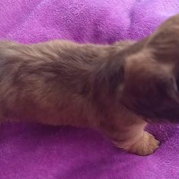 Dachshund Puppies from Nikas Baby Beanz LH Dachshunds