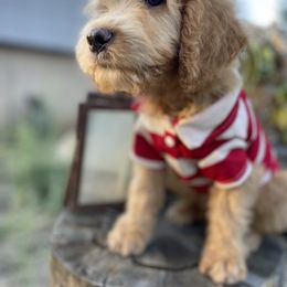 Aussiedoodle, Poodle, and Saint Berdoodle Puppies from Remington Kennels, LLC