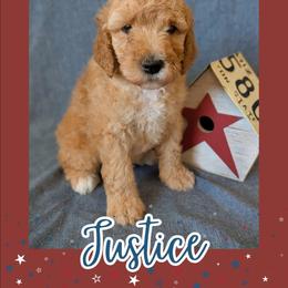 Justice - Apricot male Goldendoodle puppy in Coarsegold, California from Hobbit Hollow Acres