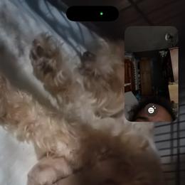 Girl 4 - Wheaten female Miniature Schnauzer puppy in Santa Ana, California from The_K_Schnauzers