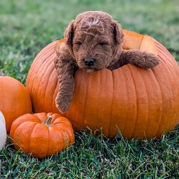 Boy 3- Joey - Goldendoodle puppy from Little Retrievers