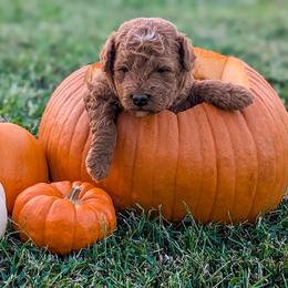 Boy 3- Joey - Goldendoodle puppy from Little Retrievers