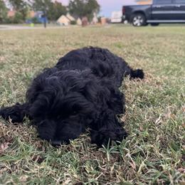 Cavapoo, Cockapoo, Goldendoodle, and Maltipoo Puppies from Perdue Puppies