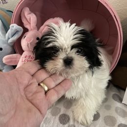 Shih Tzu Puppies from Little Lions West