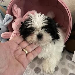 Shih Tzu Puppies from Little Lions West