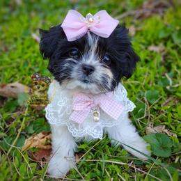 Korean Babydoll Vi - female Havanese puppy in Barren Springs, Virginia from Seeking Shalom Acres Maltese, Maltipoos & Havamalts