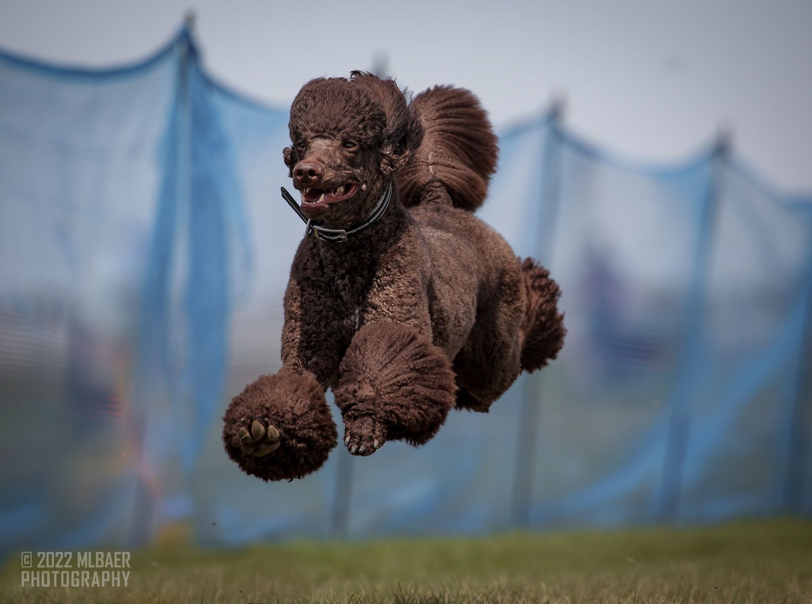 Poodles from Noble Hill Standard Poodles