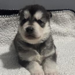 Boy 3 - Black and white male Siberian Husky puppy in Paola, Kansas from East Inn Huskies
