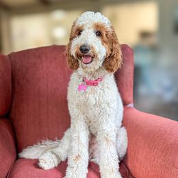 Aspen - Goldendoodle
