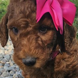 Rose - Poodle puppy in Deer River, Minnesota from Poodles Around