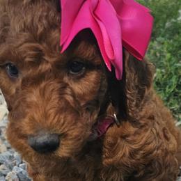 Rose - Poodle puppy in Deer River, Minnesota from Poodles Around