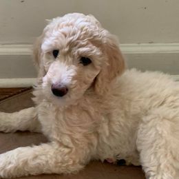 Goldendoodles from Carolina Coast Doodles